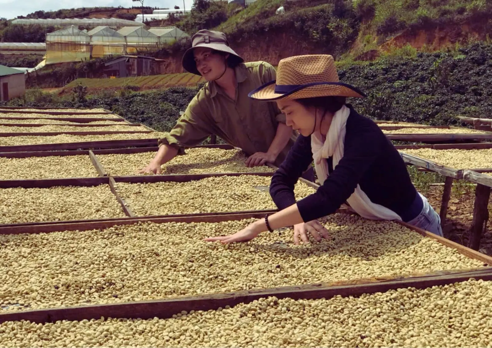 Farmers raking coffee on raised drying beds in the sun