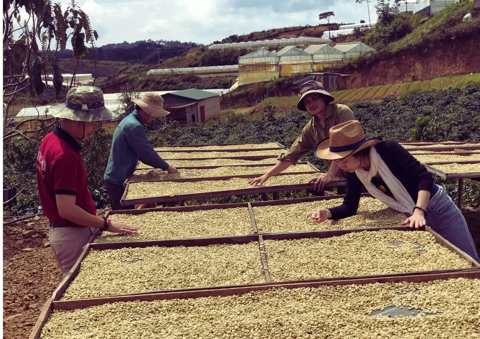 Farmers drying coffee on raised beds at origin