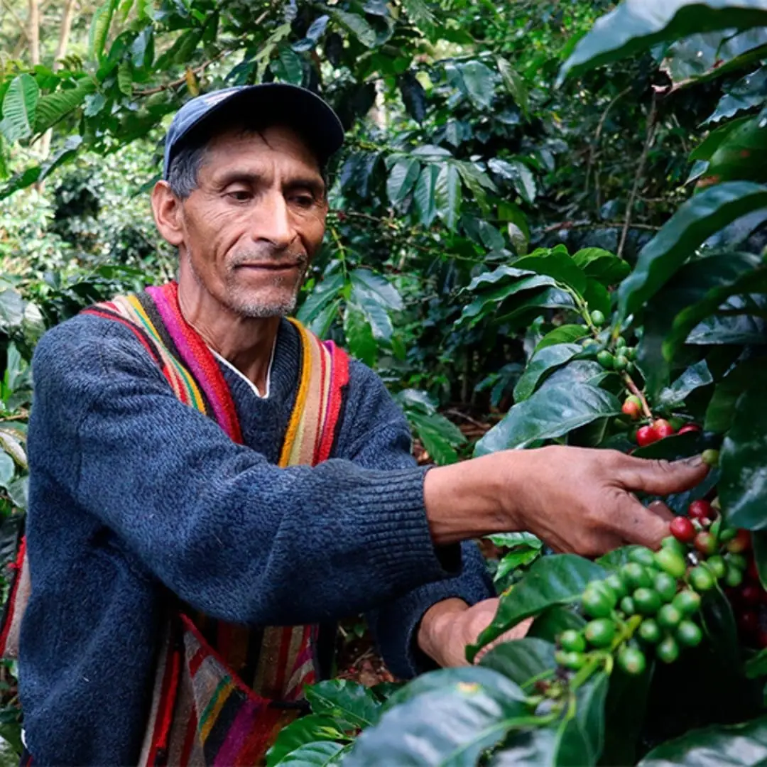 Farmer in a striped woven vest picking coffee cherries, representing Peruvian Arabica