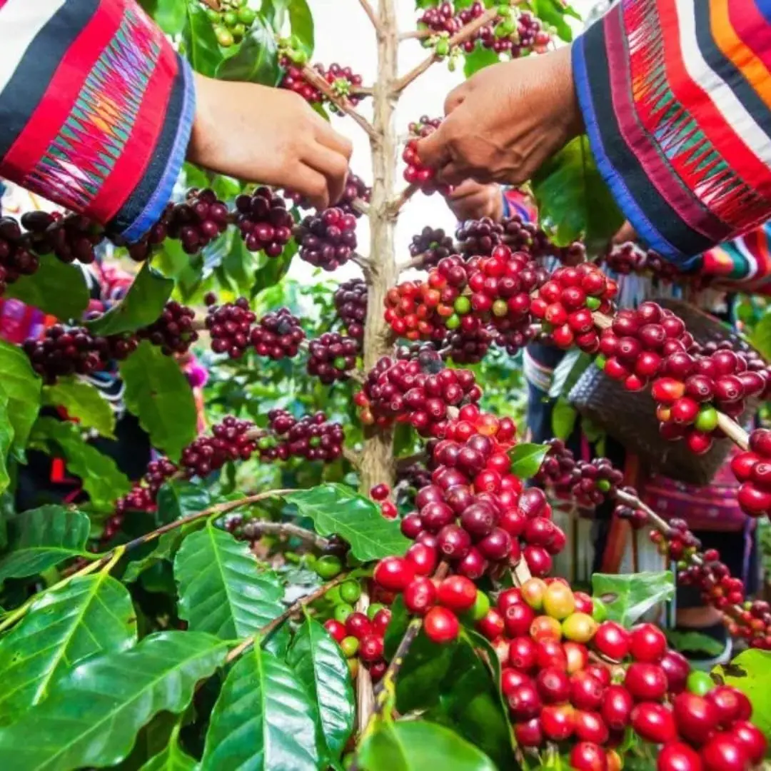 Hands in traditional woven sleeves picking ripe coffee cherries from the branch