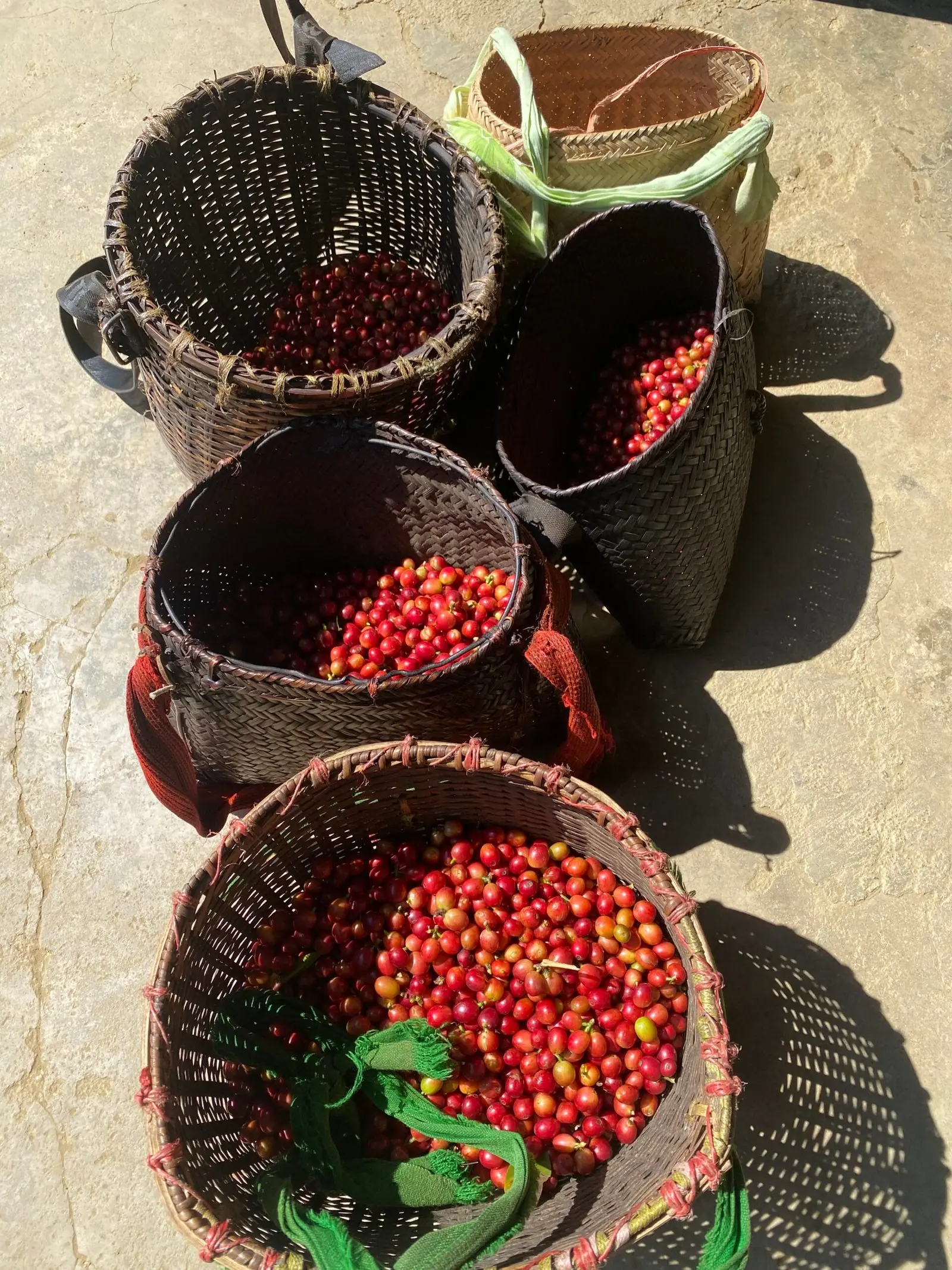 Woven baskets filled with freshly picked red coffee cherries