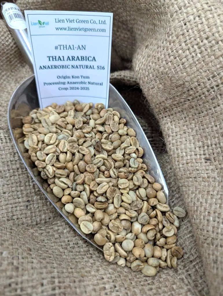 Mẫu cà phê nhân Arabica THA1-AN Anaerobic Natural Kon Tum trên bao đay