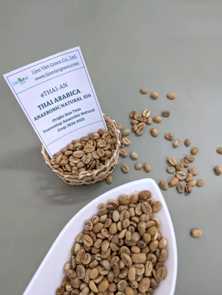 Cà phê nhân Arabica THA1-AN Kon Tum trong giỏ tre và khay trắng