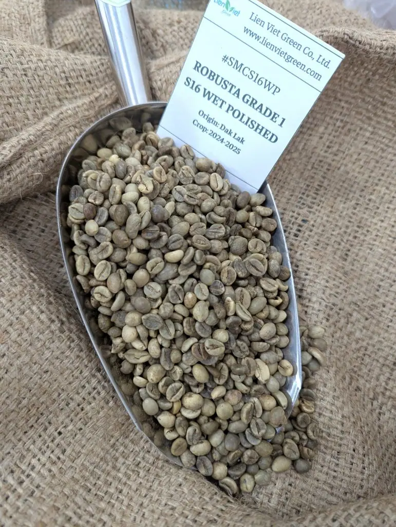 Cà phê nhân Robusta Grade 1 SMCS16WP Wet Polished Đắk Lắk trong xẻng xúc