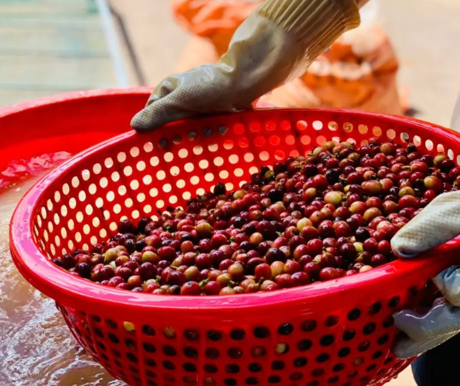 Processing coffee in Quang Tri