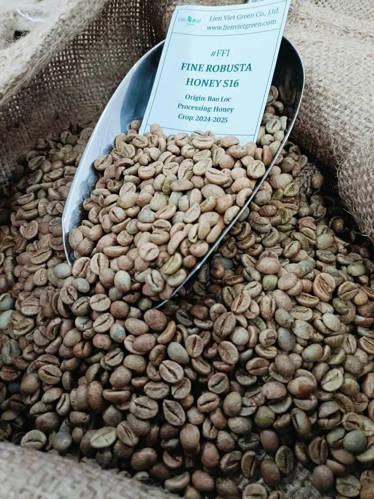 Cà phê nhân Fine Robusta Honey S16 FF1 Bảo Lộc trên xẻng inox