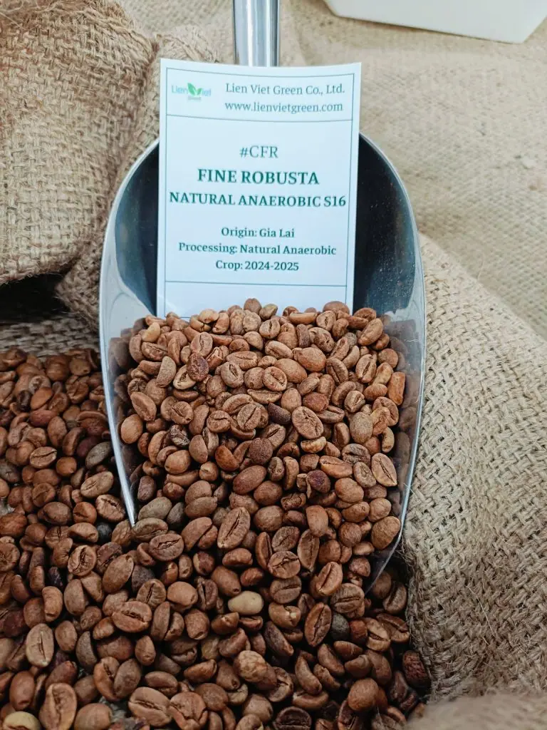 Cà phê nhân Fine Robusta CFR Natural Anaerobic Gia Lai trong xẻng xúc