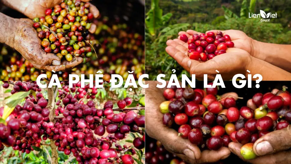 What Is Specialty Coffee? Vietnam as a Specialty Terroir