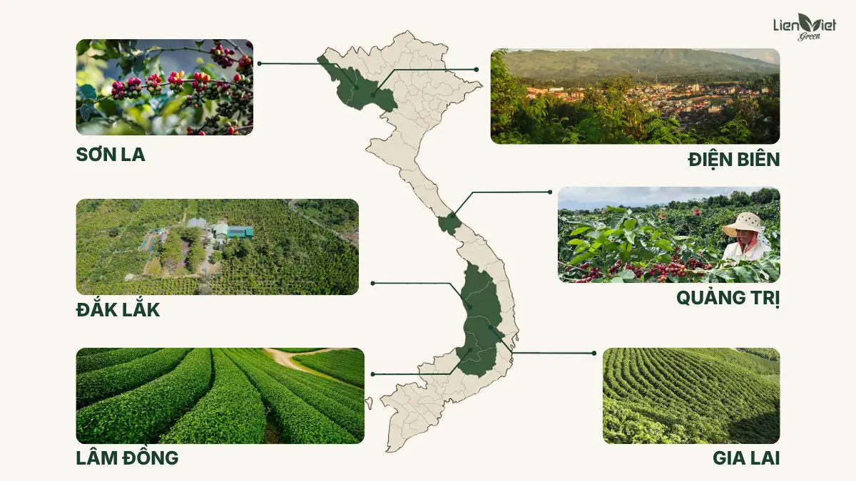 Cà phê đặc sản là gì? Việt Nam – Thiên đường Specialty Coffee