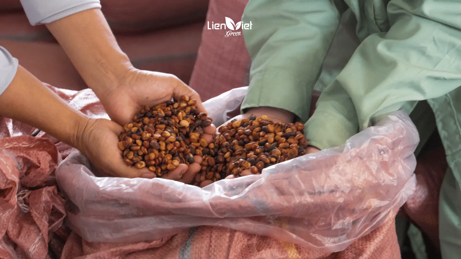 Demystifying Quang Tri Liberica Coffee Characteristics: Agronomy, Anaerobic Fermentation, and Roasting Profiles