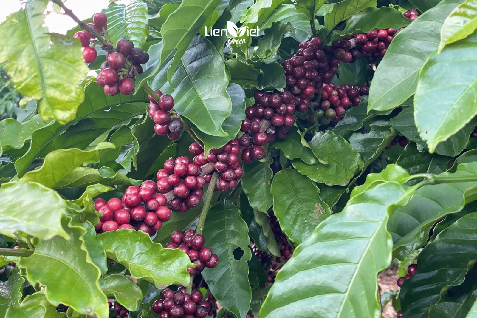 Specialty Coffee Begins with Premium Raw Materials