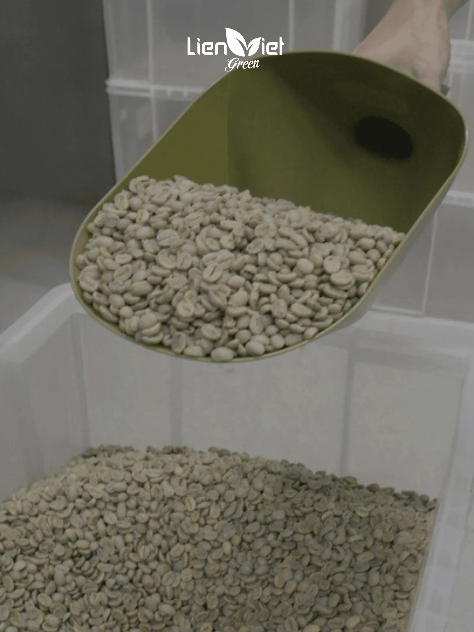 What Determines Green Coffee Bean Quality?