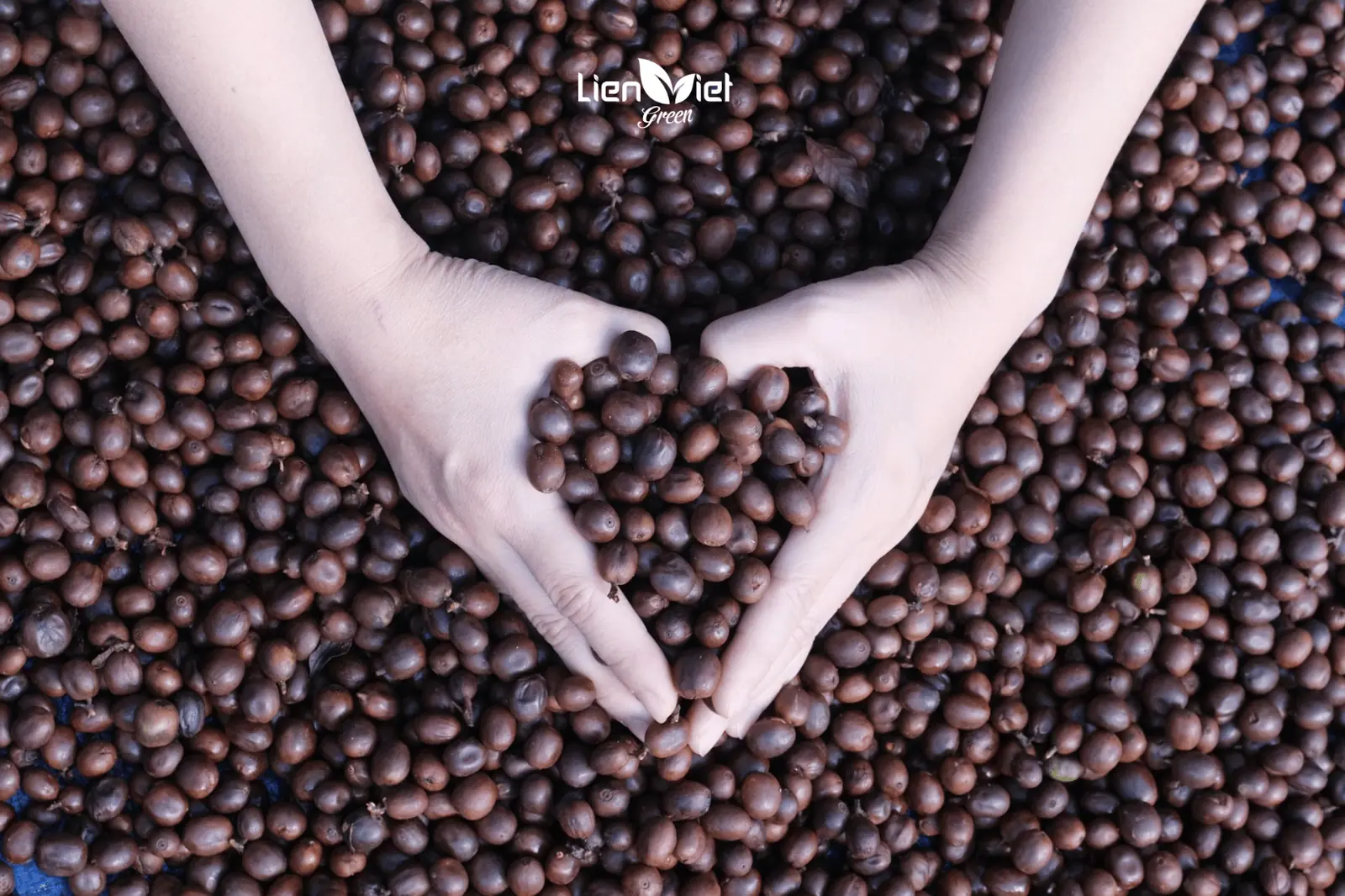 Cà Phê Organic Là Gì? Tiêu Chuẩn Hữu Cơ Từ Nông Trại