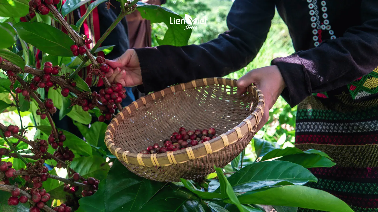 B2B Coffee Farm Tours: Linking Buyers to Sustainable Origins