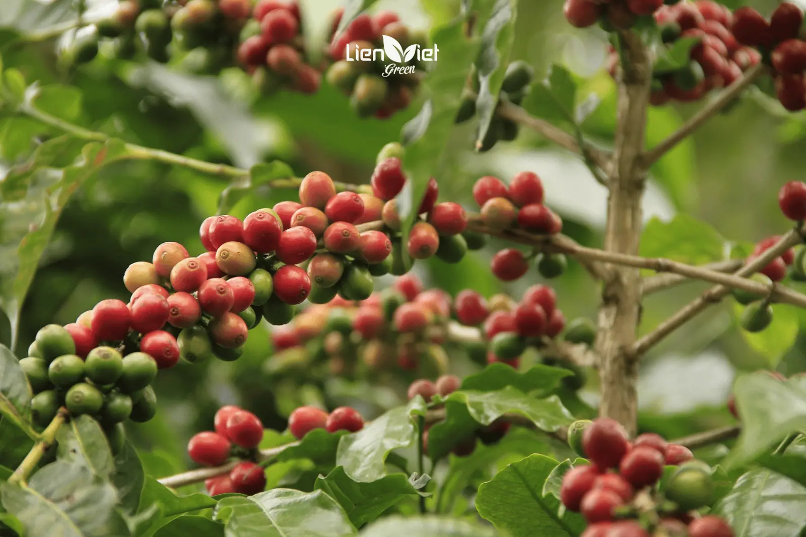 What Is Organic Coffee? Organic Standards from Farm to Cup