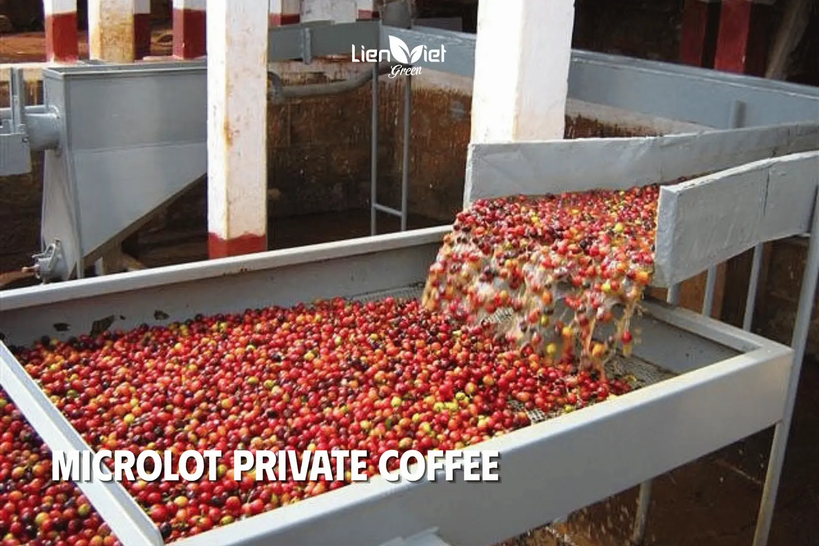 Microlot Private-Label Coffee: Exclusive Profiles for Brands