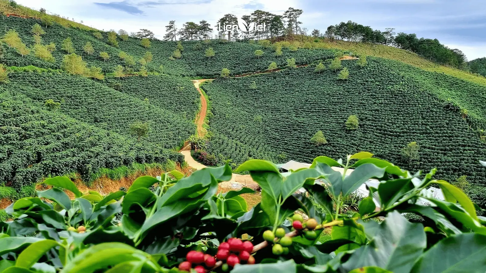 What Is Organic Coffee? Organic Standards from Farm to Cup