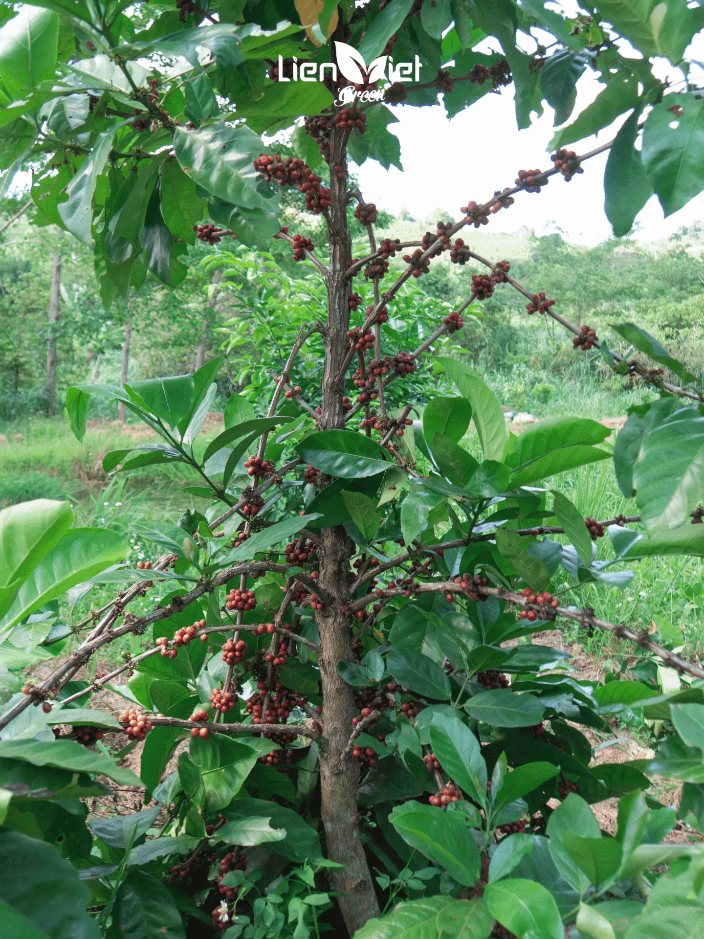 Quang Tri Liberica Coffee: Agronomy, Fermentation, Roasting