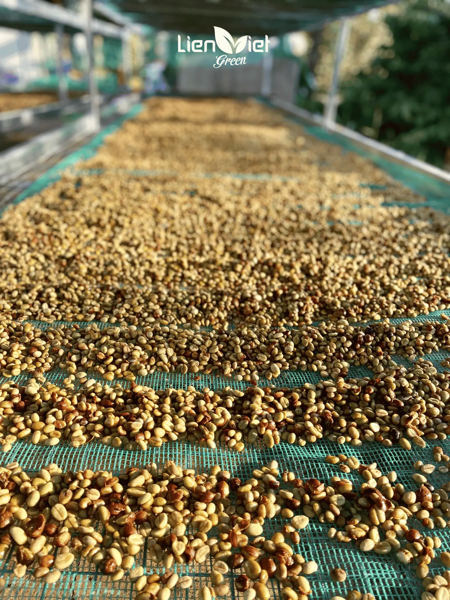 Microlot Private-Label Coffee: Developing Exclusive Coffee Profiles for Premium Brands