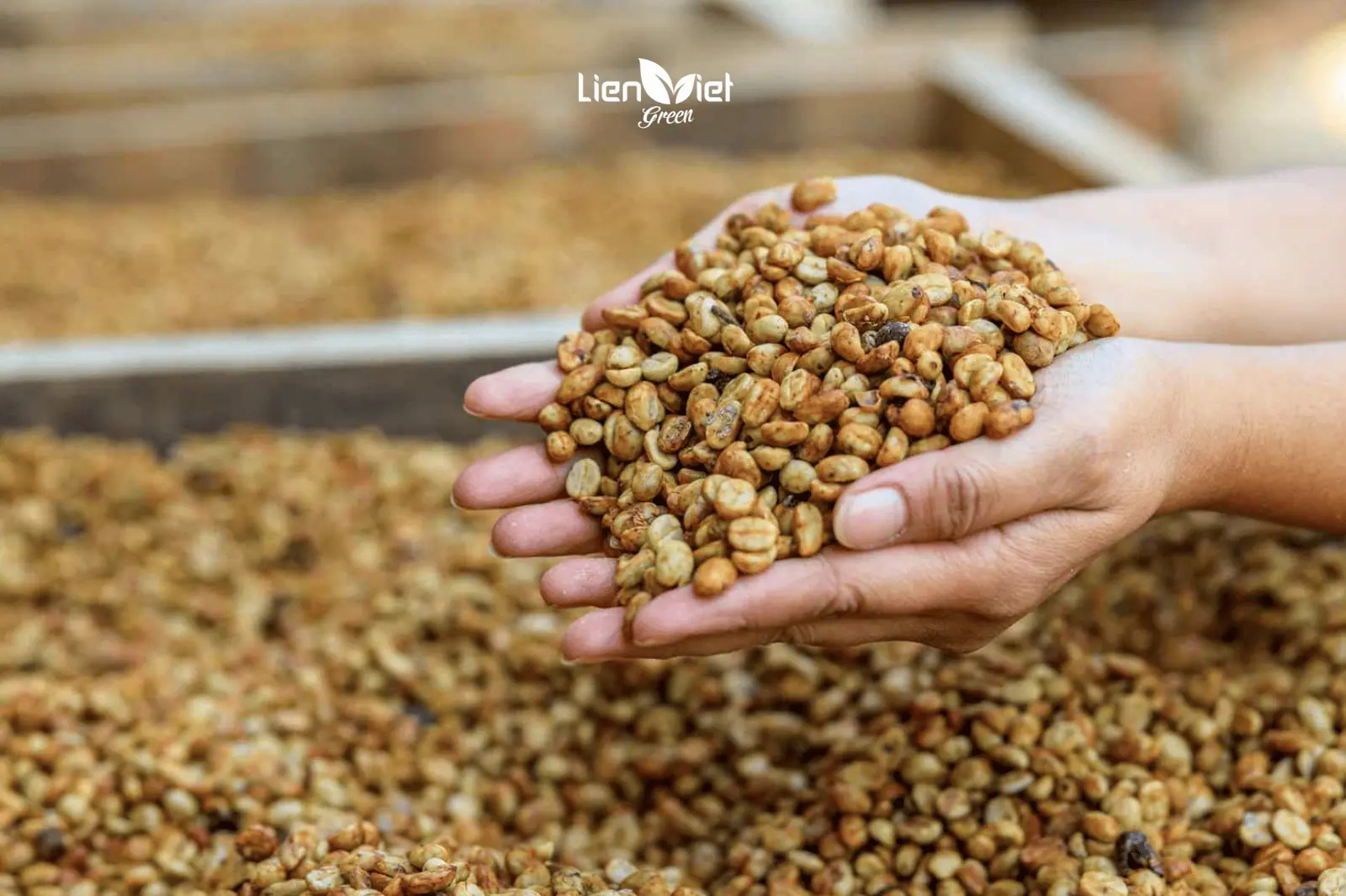 What Is Coffee Fermentation? How It Shapes Flavor Profiles