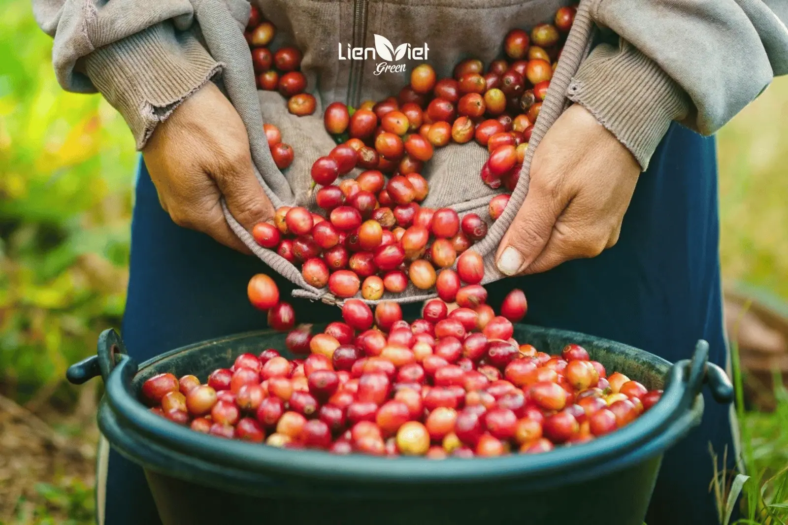What Is Fine Robusta? Vietnam’s Rising Specialty Robusta