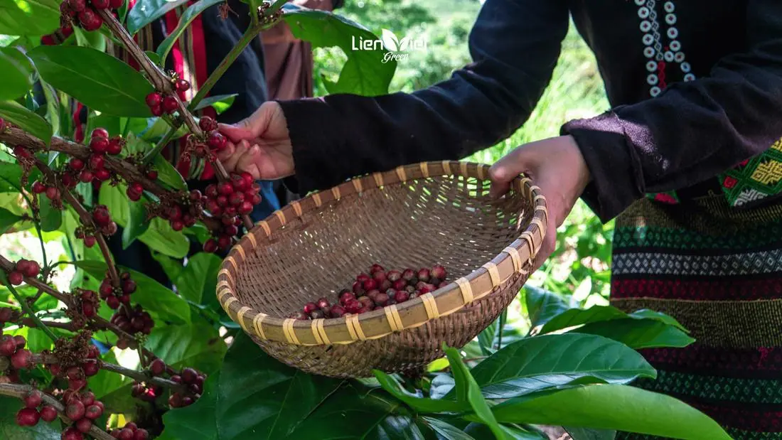 Selective hand picking of ripe coffee cherries by partner farmers