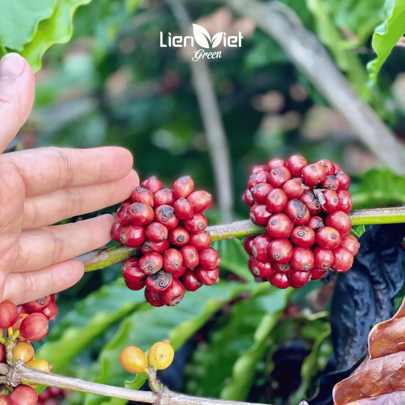 Uniformly ripe coffee cherry cluster on branch