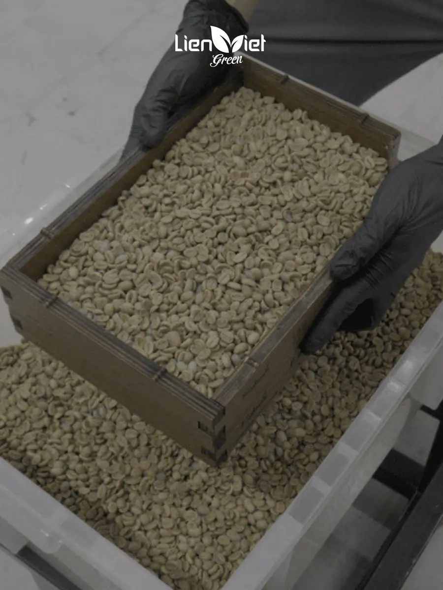 Tray of graded green coffee beans at the Lien Viet Green facility