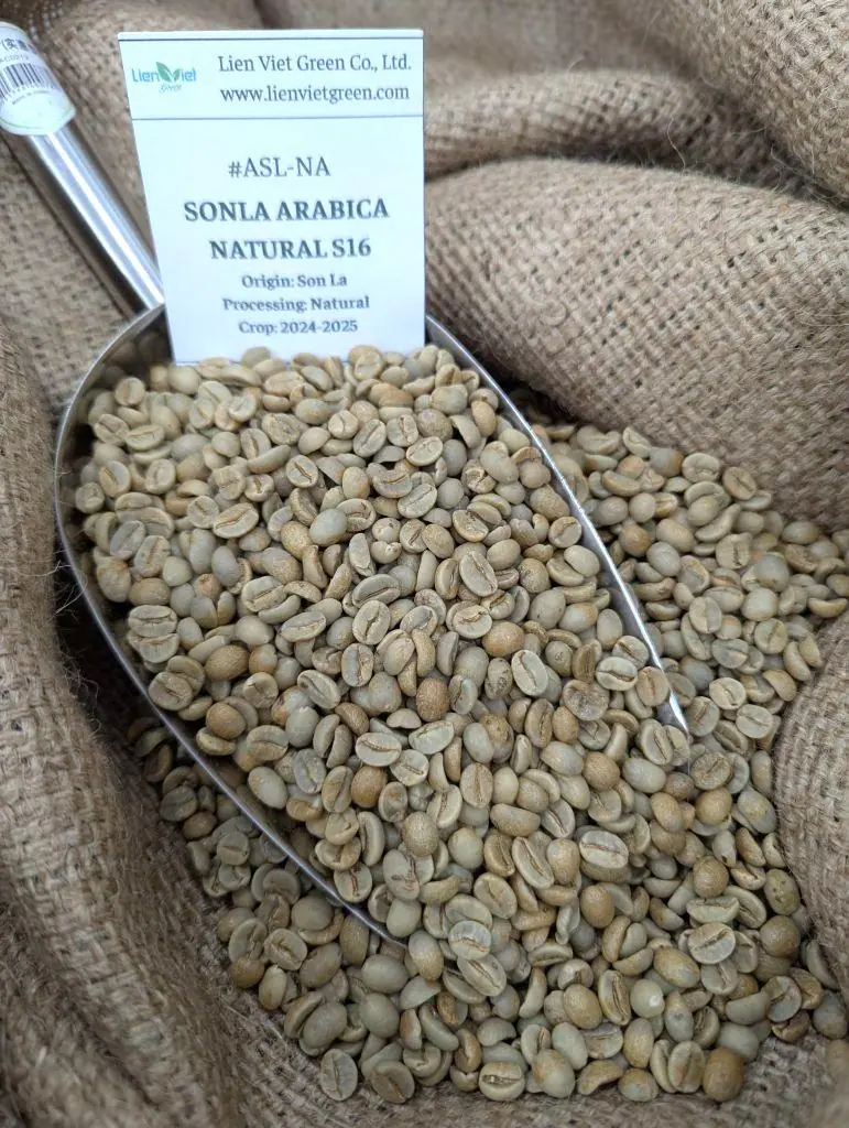 Sample scoop of green coffee on a jute bag with a printed lot label