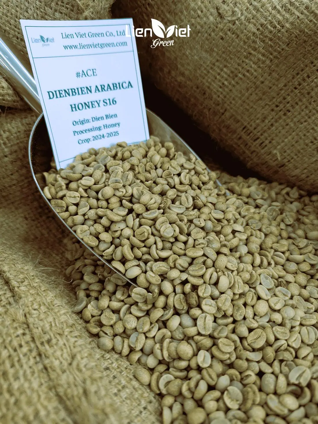 Hand holding green coffee beans over a jute bag