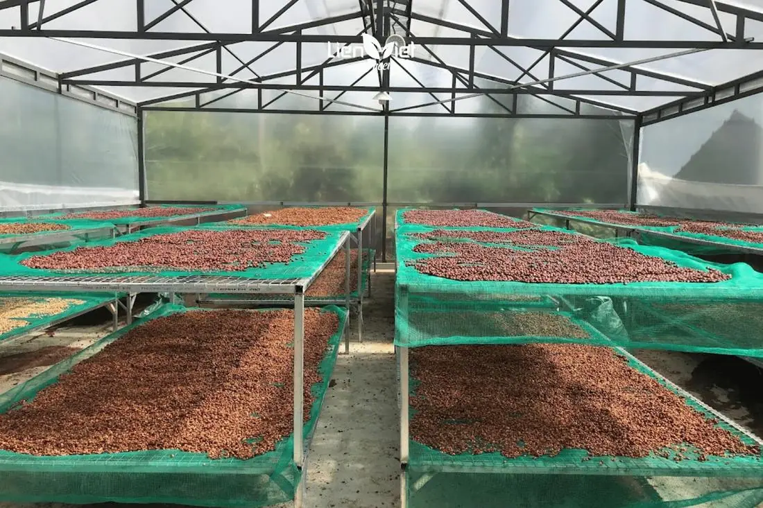 Coffee drying greenhouse with long raised beds