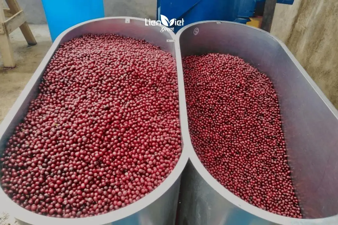 Water flotation separation of ripe cherries