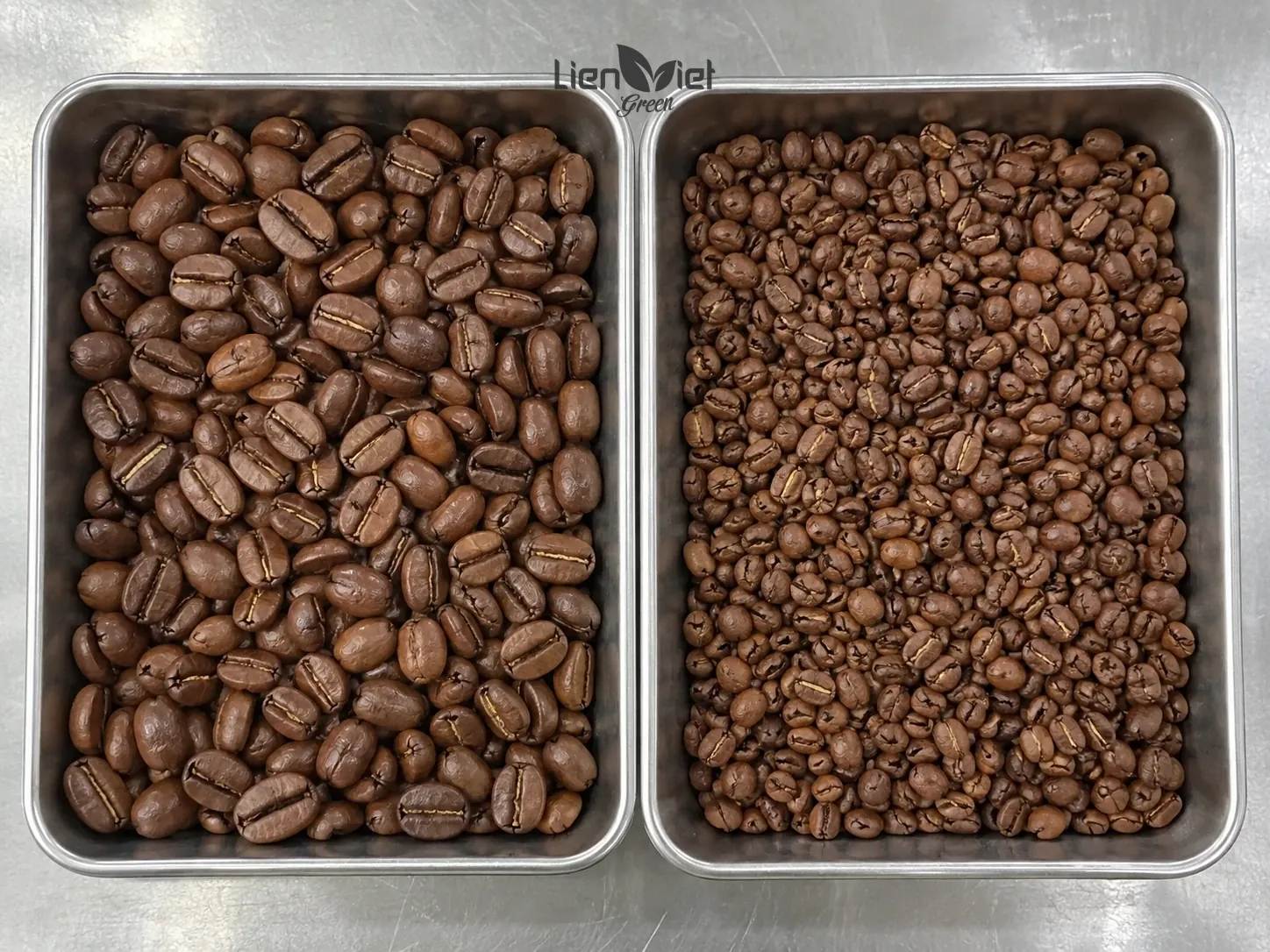 Illustration: two trays of roasted coffee beans of different bean sizes