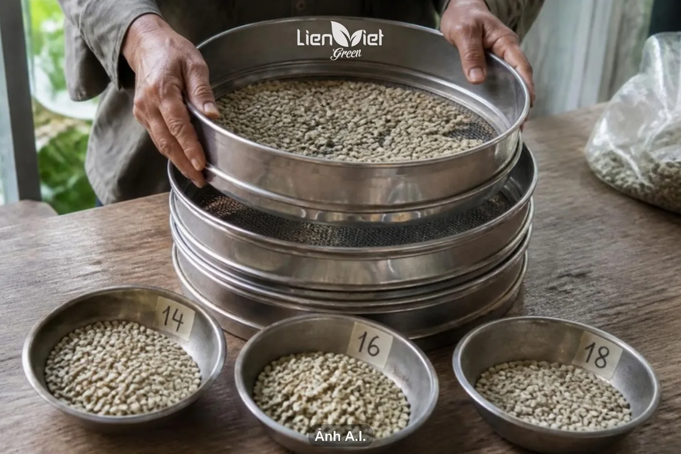 Grading green coffee by screen size 14, 16, 18 (AI illustration)
