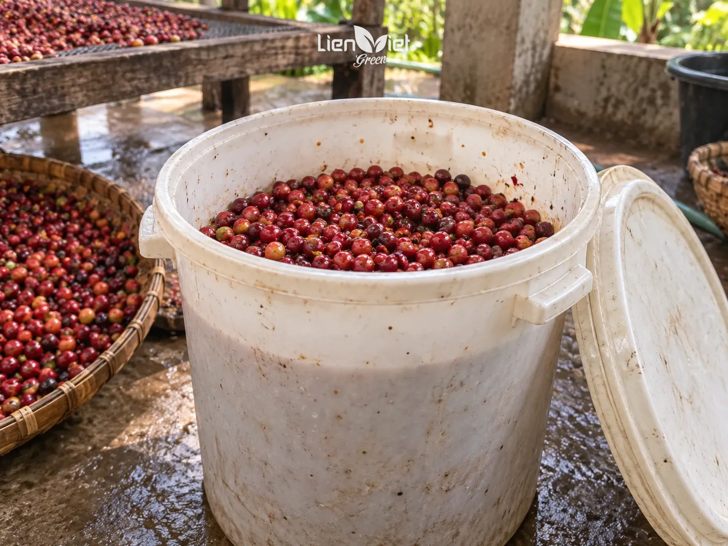 Illustration: plastic tank holding ripe coffee cherries during fermentation