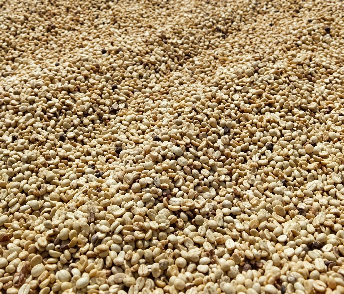 Illustration of coffee beans spread out to dry