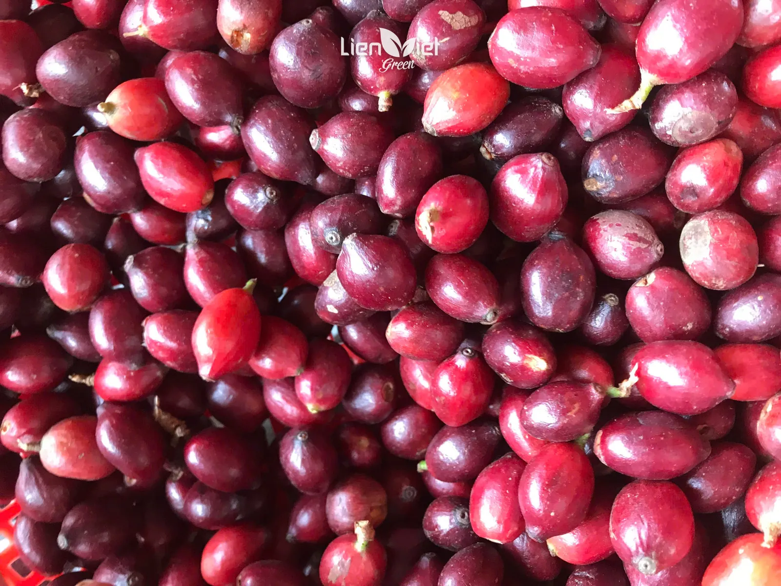 Cận cảnh quả cà phê chín đỏ – nguyên liệu đầu vào của mọi ly cà phê