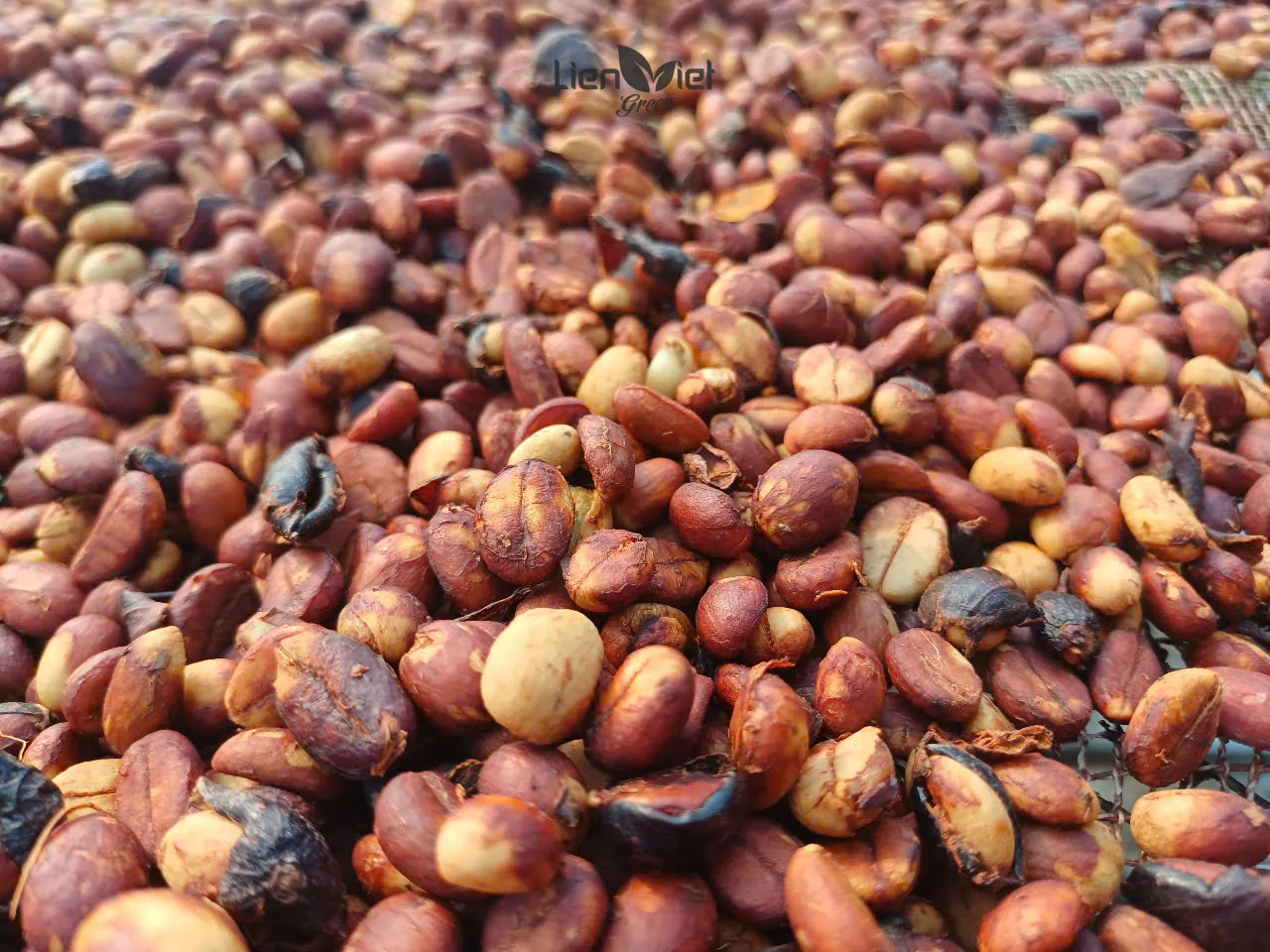 Close-up of dried Liberica cherries at Que Liberica farm