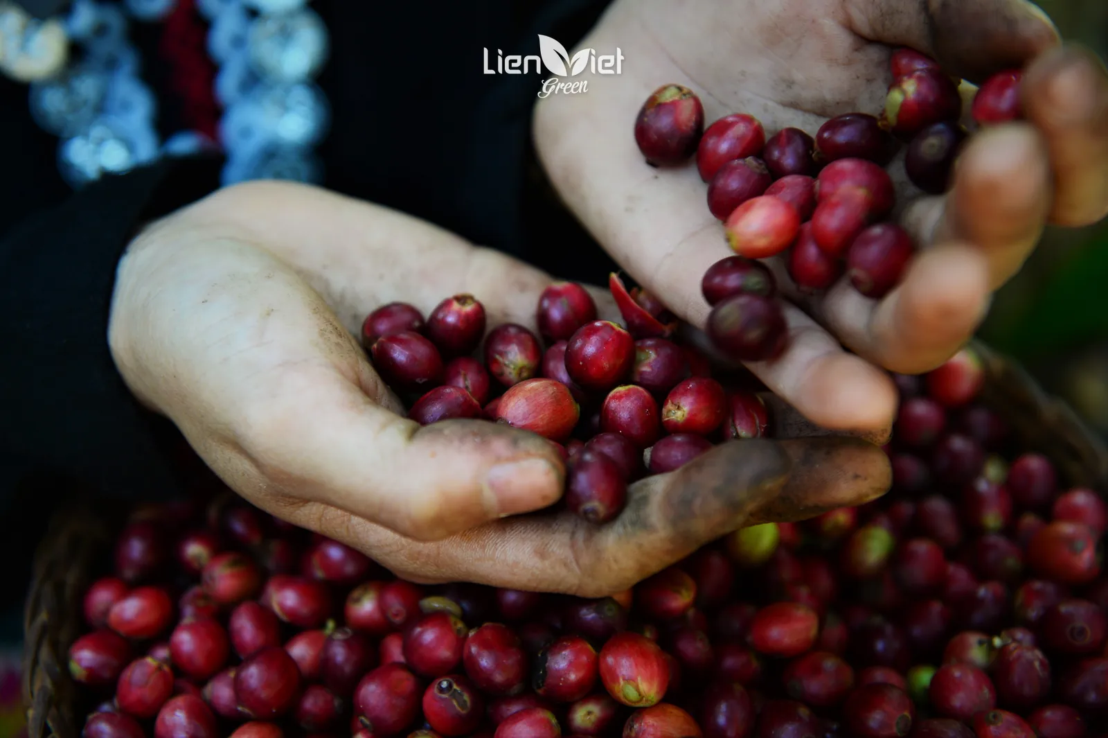 Hands scooping freshly harvested ripe red coffee cherries