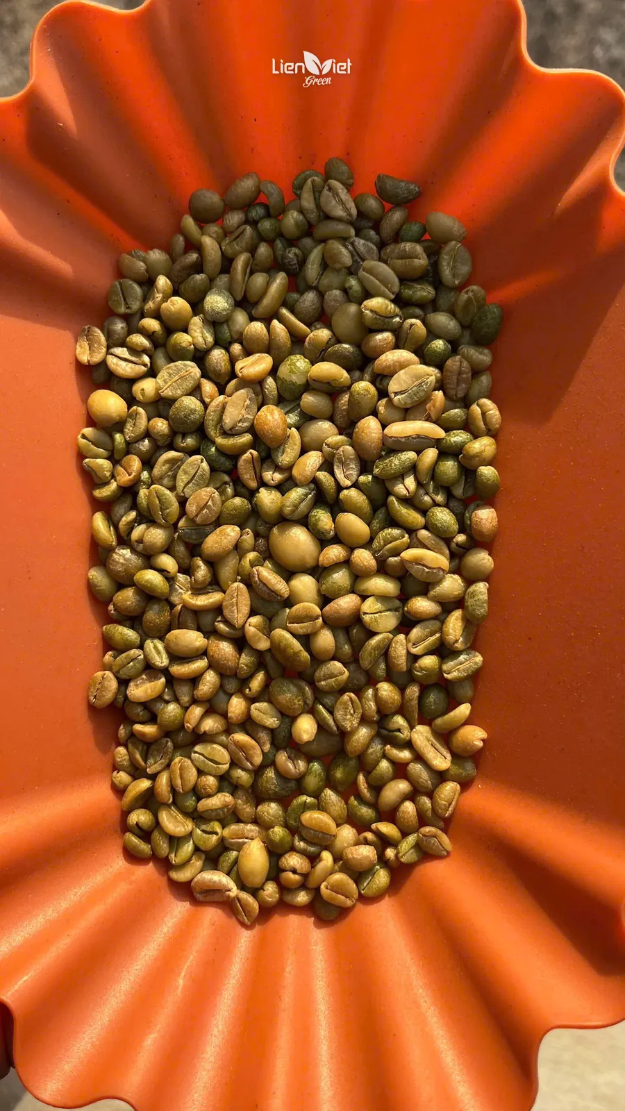 Hạt cà phê nhân trong khay đánh giá, mẫu từ Sa Mù Coffee