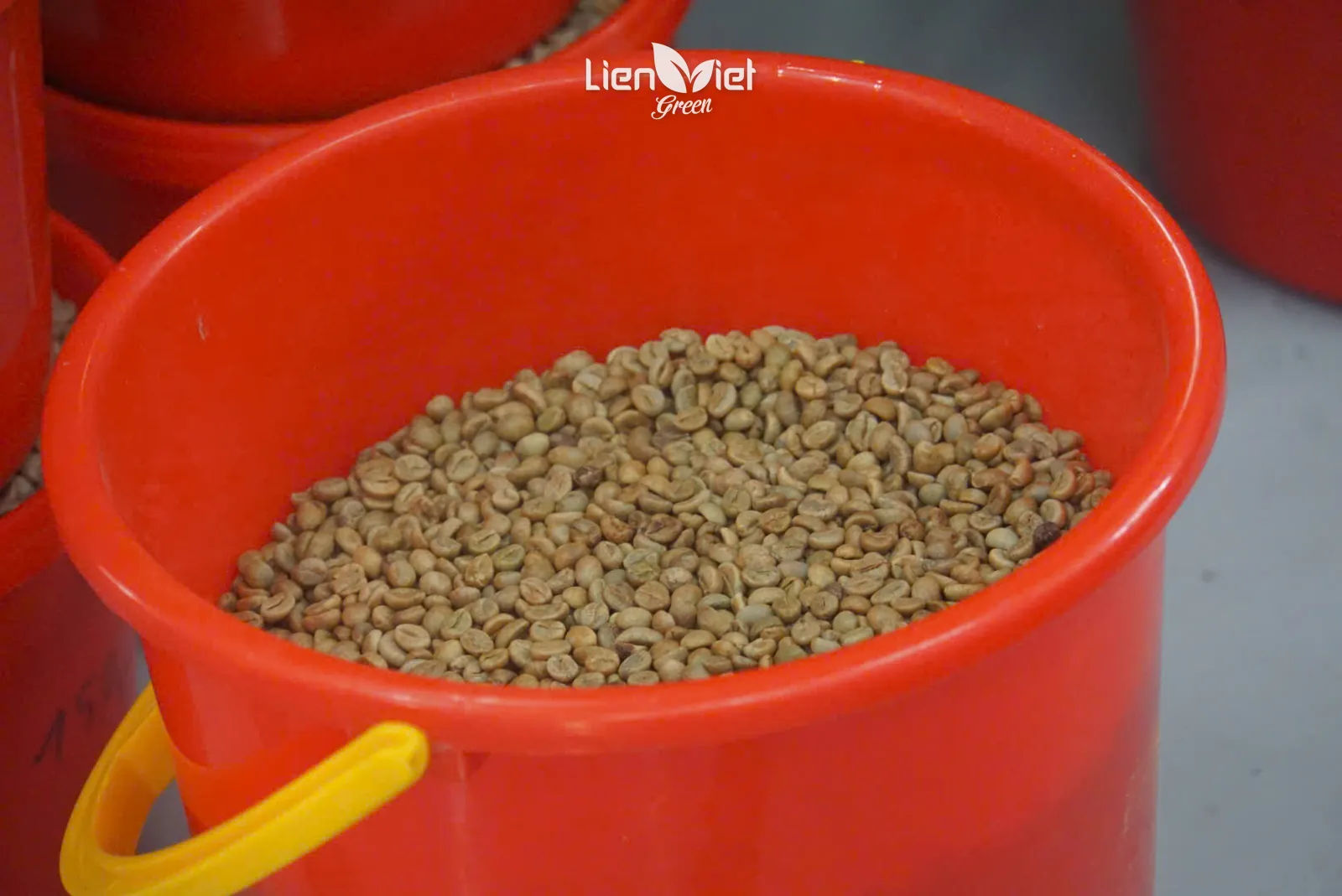 Green coffee beans in a bucket at the roastery