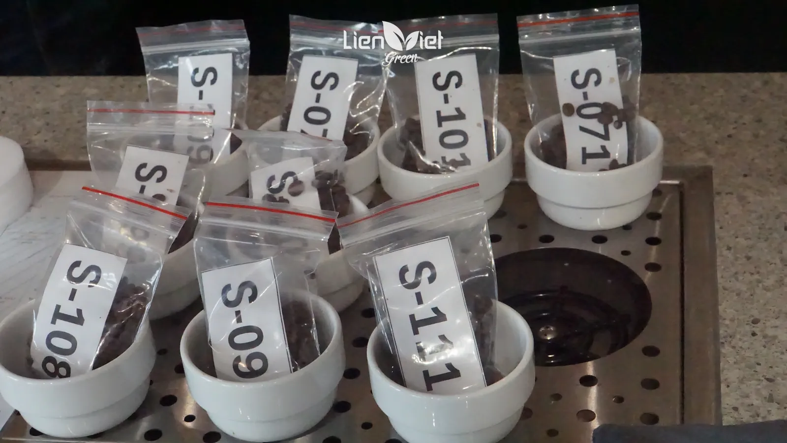 Các túi mẫu cà phê đánh mã số đặt trong chén cupping chờ rang thử và đánh giá, buổi cupping 7/8 tại showroom Liên Việt Green