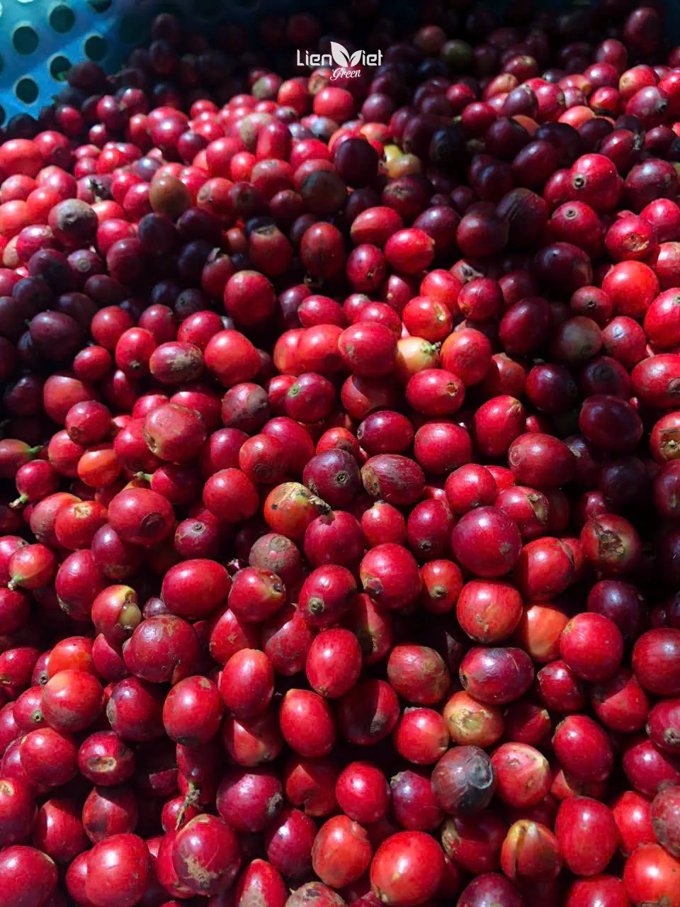 Freshly harvested ripe cherries, the raw material for fermentation