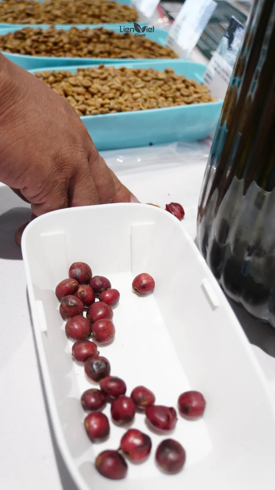 Quả cà phê chín đỏ – nguyên liệu cho sơ chế Natural Anaerobic, trưng bày tại sự kiện The New Crop – Trải nghiệm mùa vụ mới