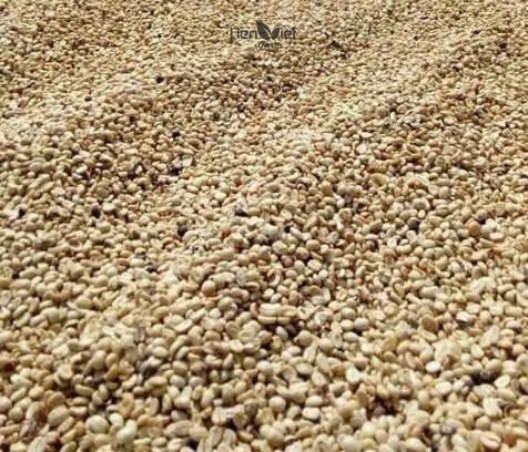 Coffee spread on a drying yard at Mo Kham farm