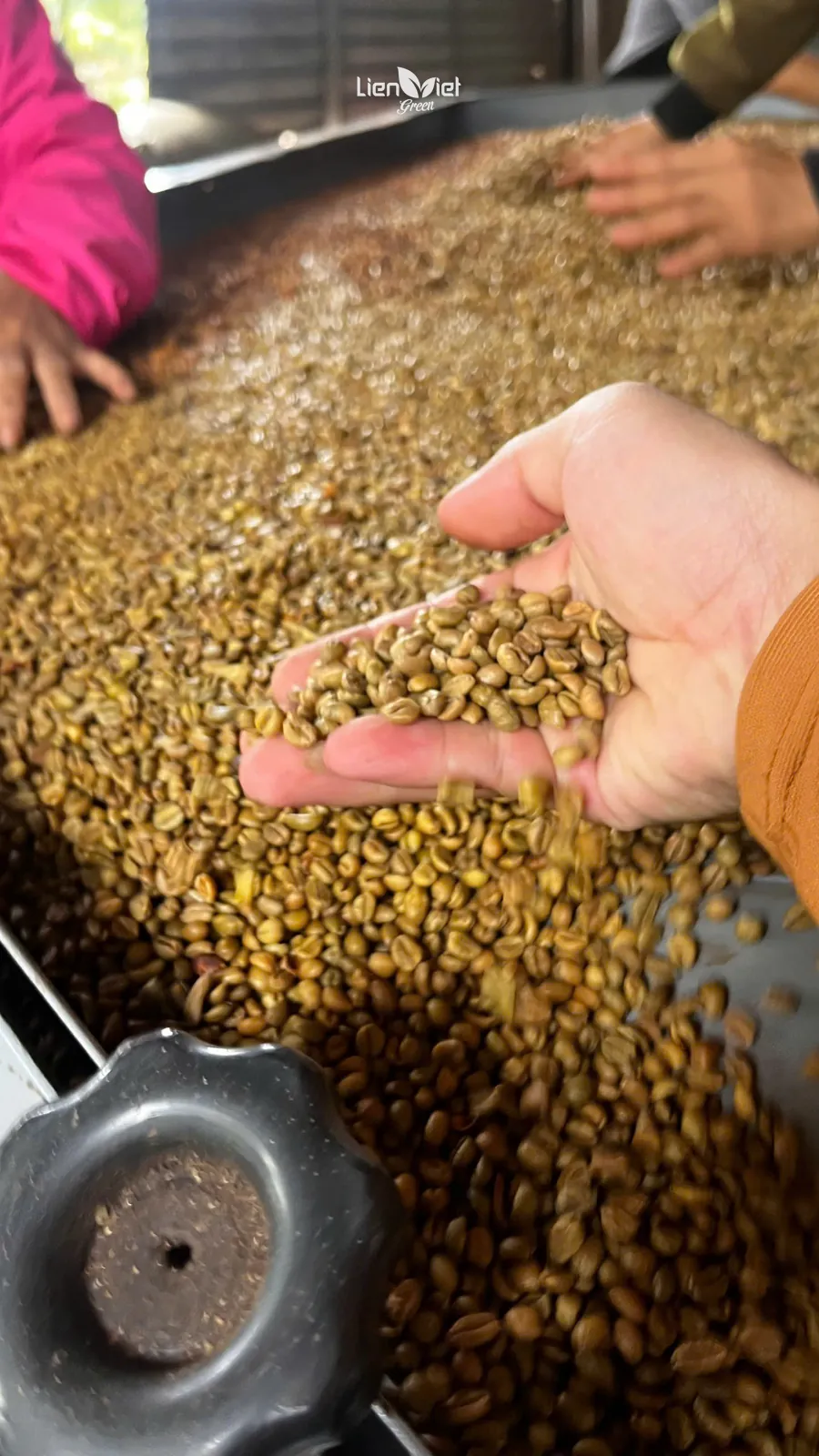 Hand checking a scoop of green coffee beside the huller at Mo Kham farm
