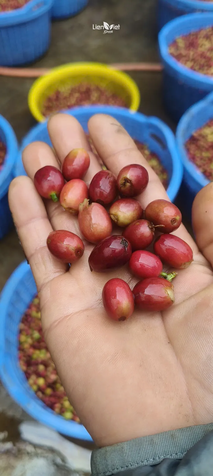 Nắm quả cà phê chín đỏ được chọn lọc tại trang trại Bốn Phương (đối tác), ảnh từ chương trình sự kiện Liberica
