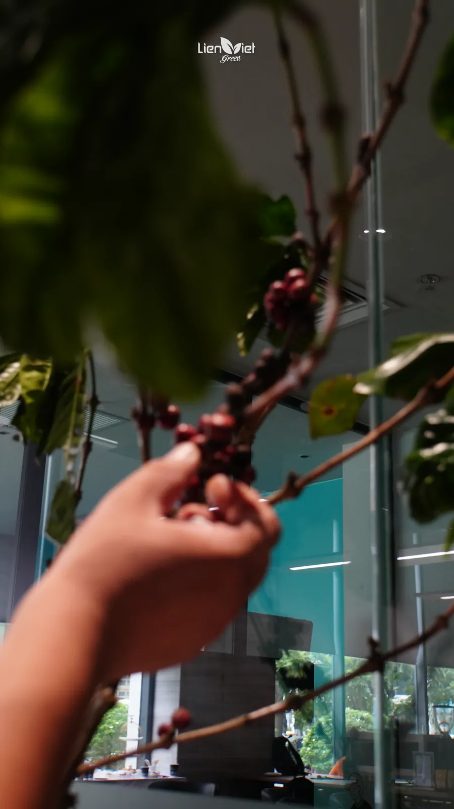Hand holding a coffee branch with ripe red cherries