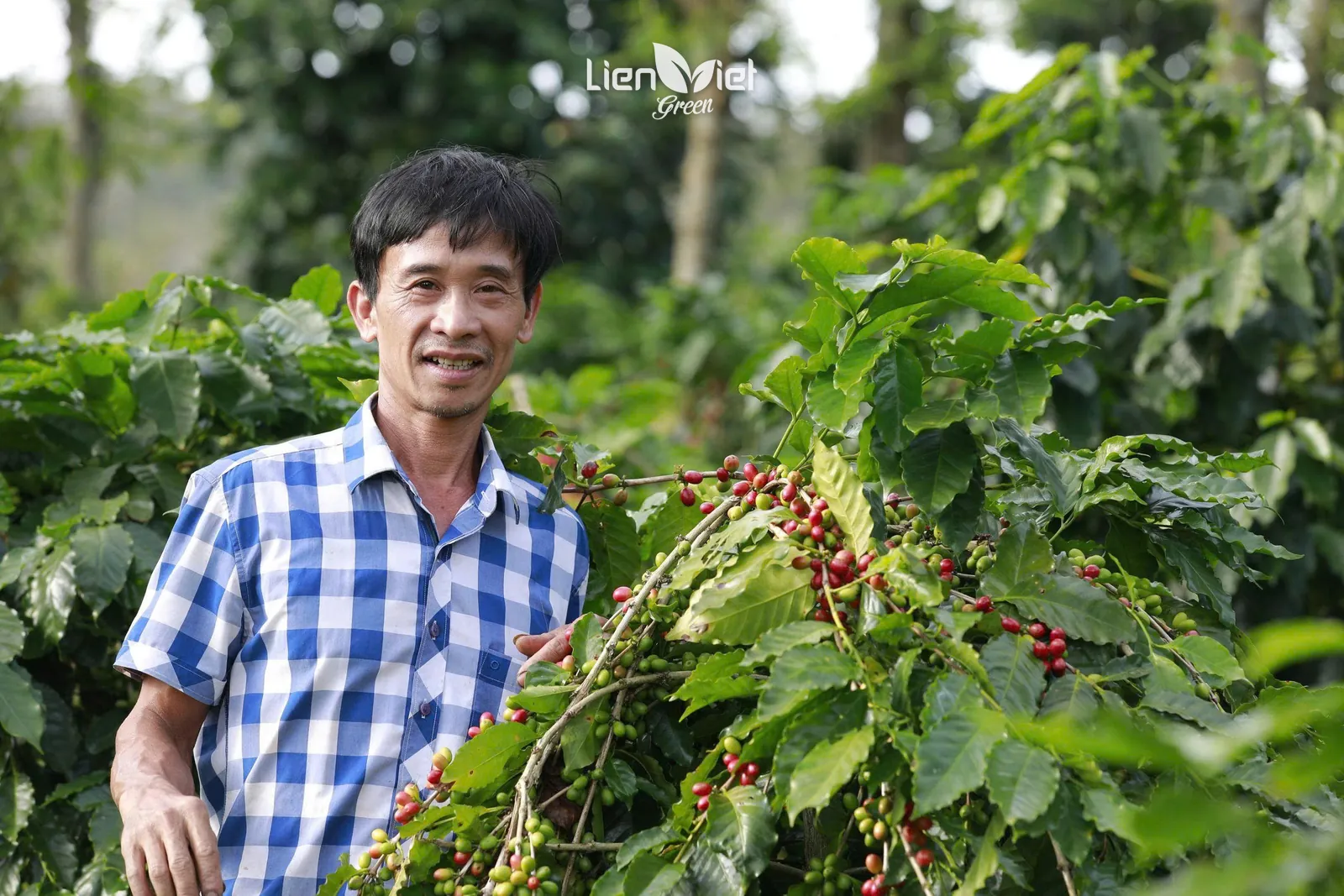 Chủ trang trại Bốn Phương (đối tác) bên cây cà phê trĩu quả chín – mắt xích đầu tiên của chuỗi cung ứng