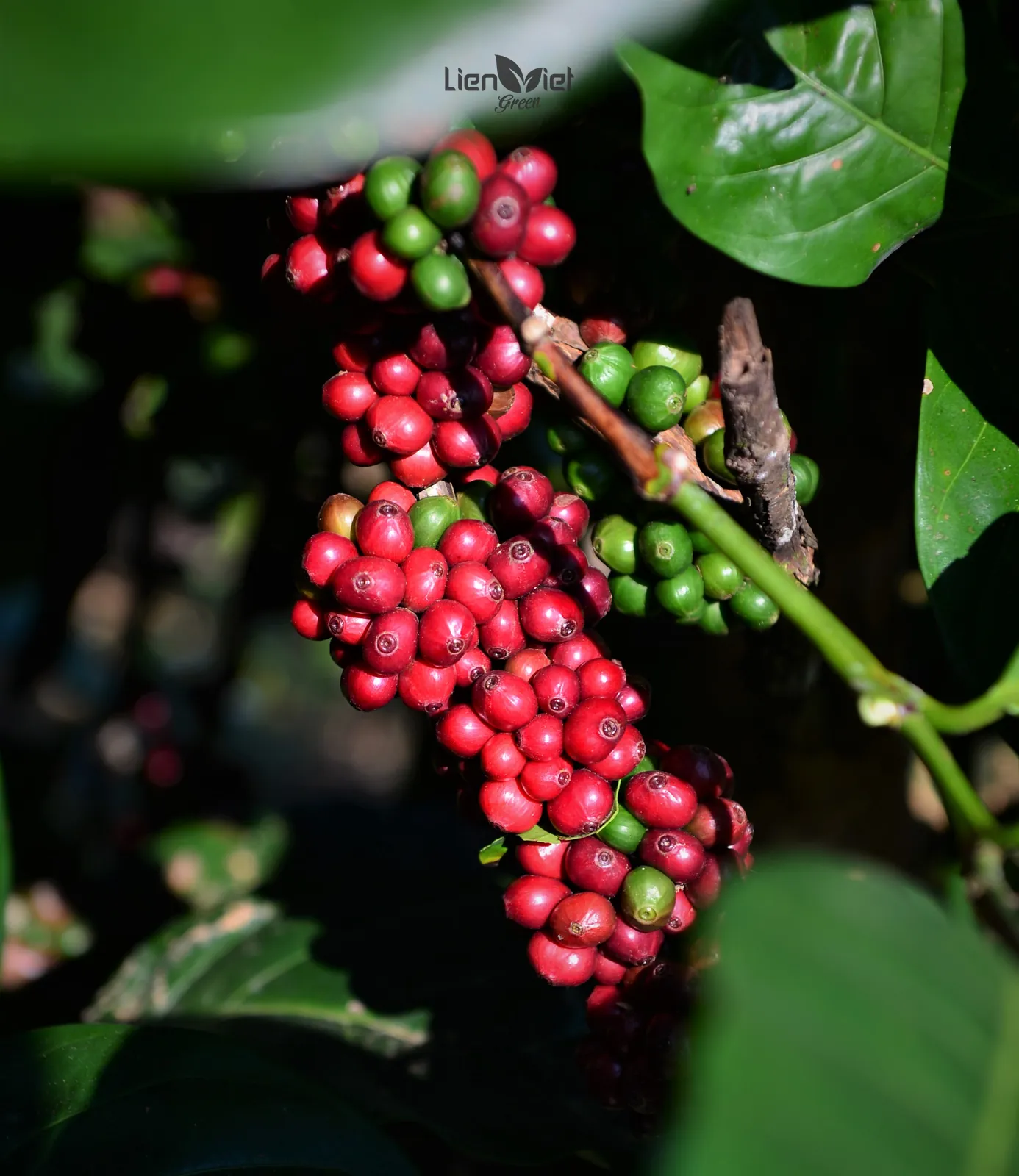 Cluster of ripe red and unripe green coffee cherries against dark leaves